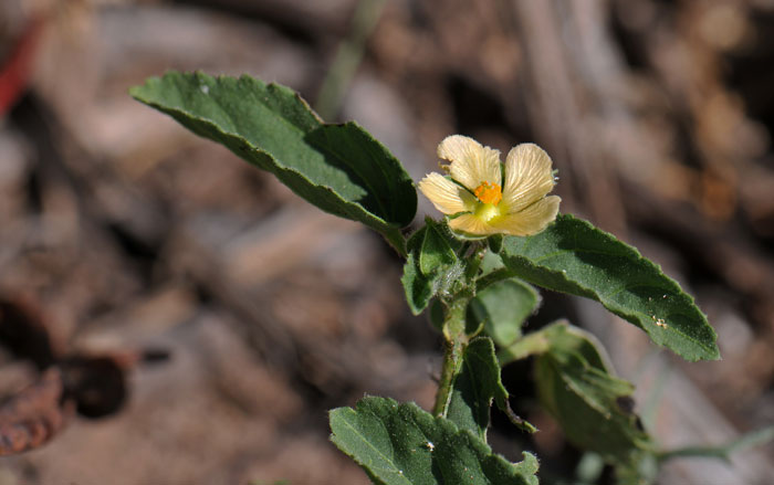 Rhynchosida physocalyx, Buffpetal